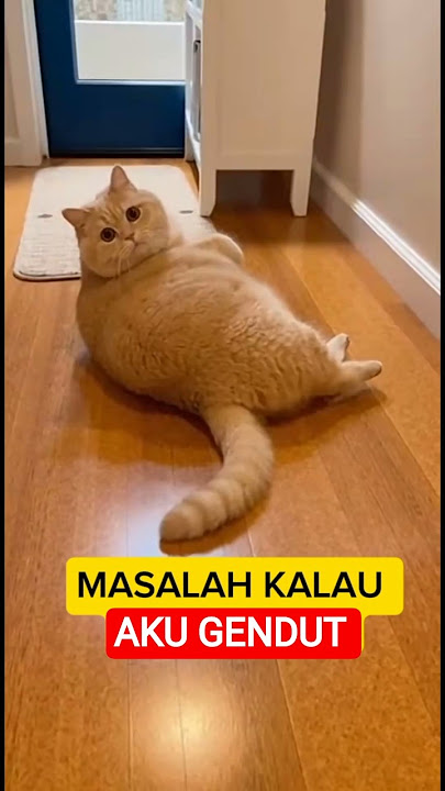 KUCING GEMUK JATUH  #catshorts #cat #kucinggemoy #kucinggemuk