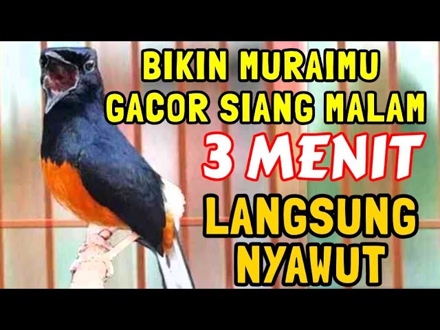 3 MENIT DIJAMIN GACOR | Masteran Burung Murai full Tembakan Mewah, Murai Burneo Gacor  Full Isian class=