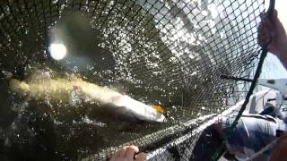GIANT 50" Summer Muskie - Lake of the Woods - Boatside Strike