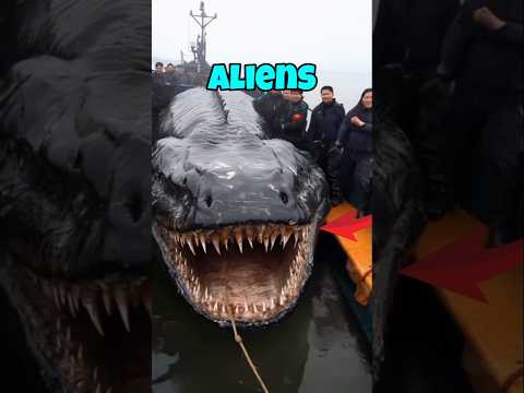Animals that look like aliens #animals #shorts