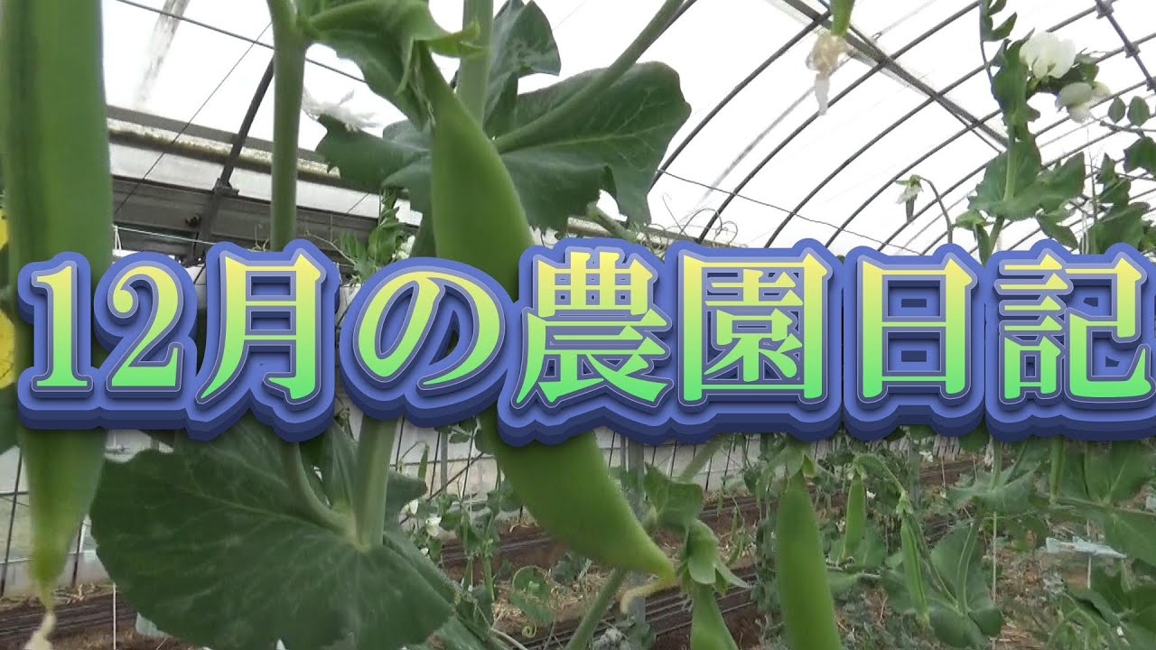 12月の農園日記（冷える畑と今年のまとめ）