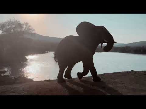 The Elephants of