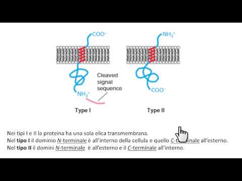 Video: Quali sono le diverse funzioni delle proteine di membrana?