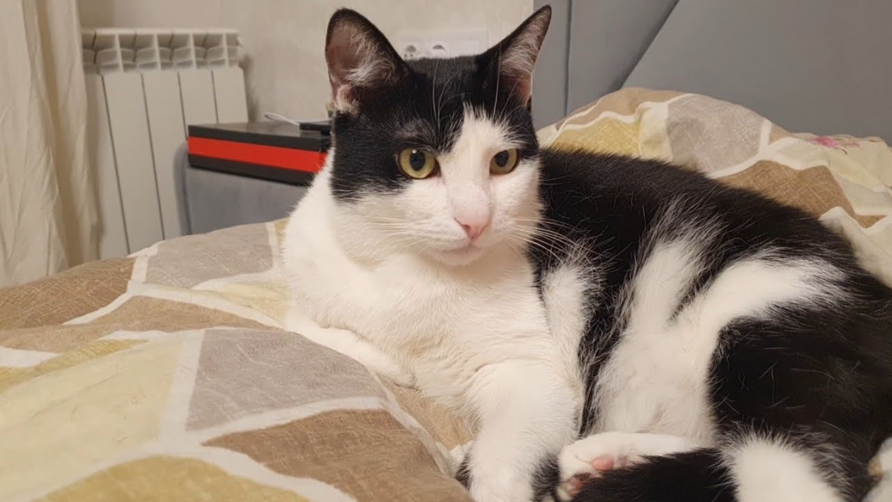 Були з Максимом у котячого офтальмолога🐈👨‍⚕️