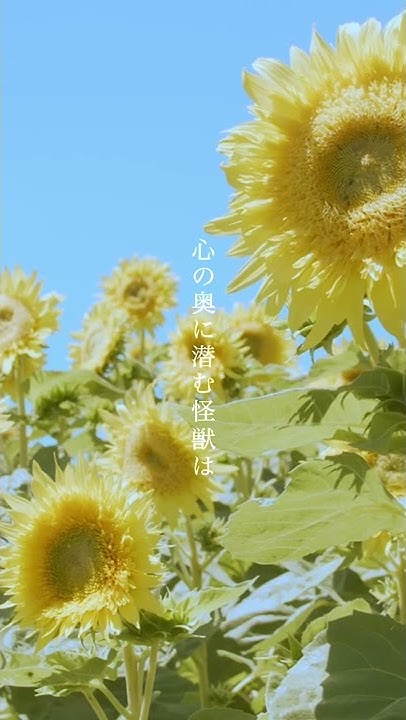 マルシィ Youtube