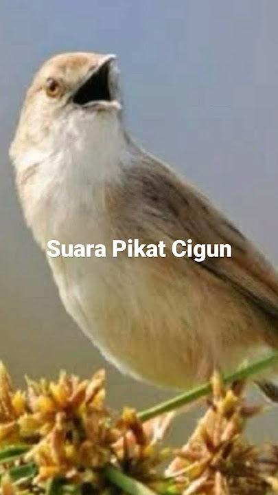 Suara pikat ciblek gunung #shorts