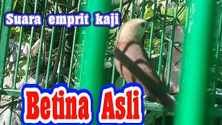 emprit pejantan langsung datang setelah tahu suara emprit betina ini.