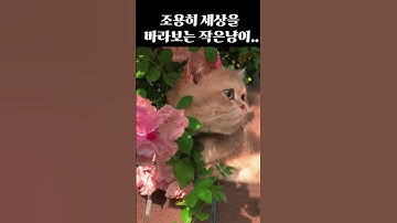 “꽃,고양이.... 세상 가장 평화로운 순간 🌸 | Healing Cat Moments | Short”