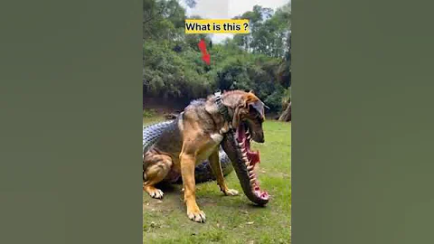 Dog with a crocodile mouth, #animals #dogs #shorts #fyp #viralshorts #short #video