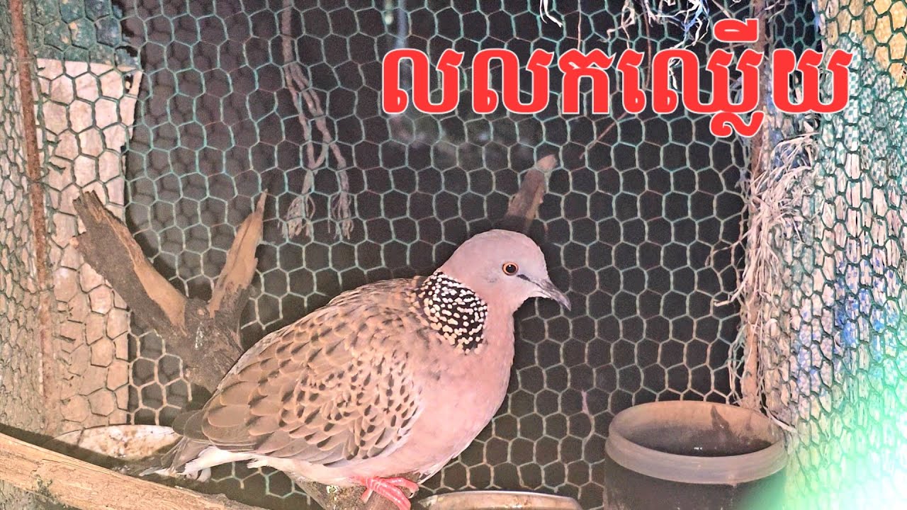 លលកឈ្លើយ ដែលចង់ទុកចឹញ្ចឹម 