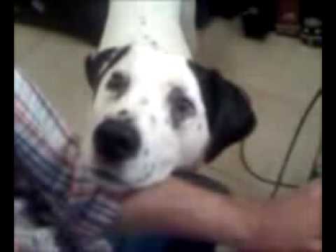 what does it mean when a dog winks at you what does it mean when a dog winks at you