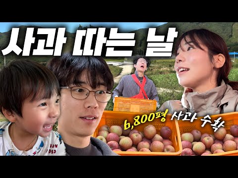 6,800평 사과 농장가서 사과 따기🔥ㅣ300평당 수익공개🍎ㅣ시골브이로그🌱ㅣ바쁜 수확철ㅣ영농부부ㅣ현장멘토찾기ㅣ탄탄대로ㅣ작물고민ㅣ일일체험ㅣ시골육아ㅣ농약방친구ㅣ삼겹살먹방ㅣ사과밭