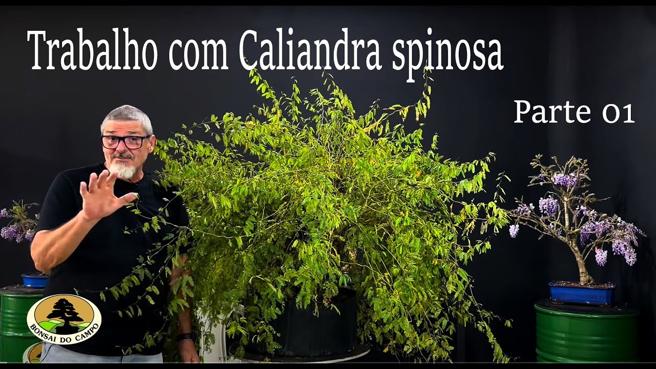 CALIANDRA SPINOSA - PRIMEIRO TRABALHO (Parte 01)