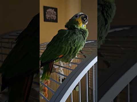 Amazon Parrot with very bad chest infection (the sneezing/coughing is the result of antibiotics)