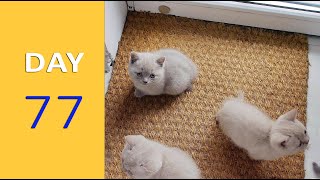 DAY 77 - Baby Kittens after Birth | Emotional