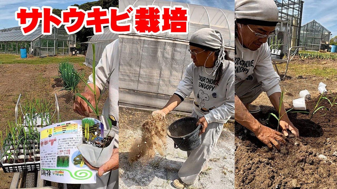 Experiment] Can tropical sugarcane grow in Chiba? Let's try