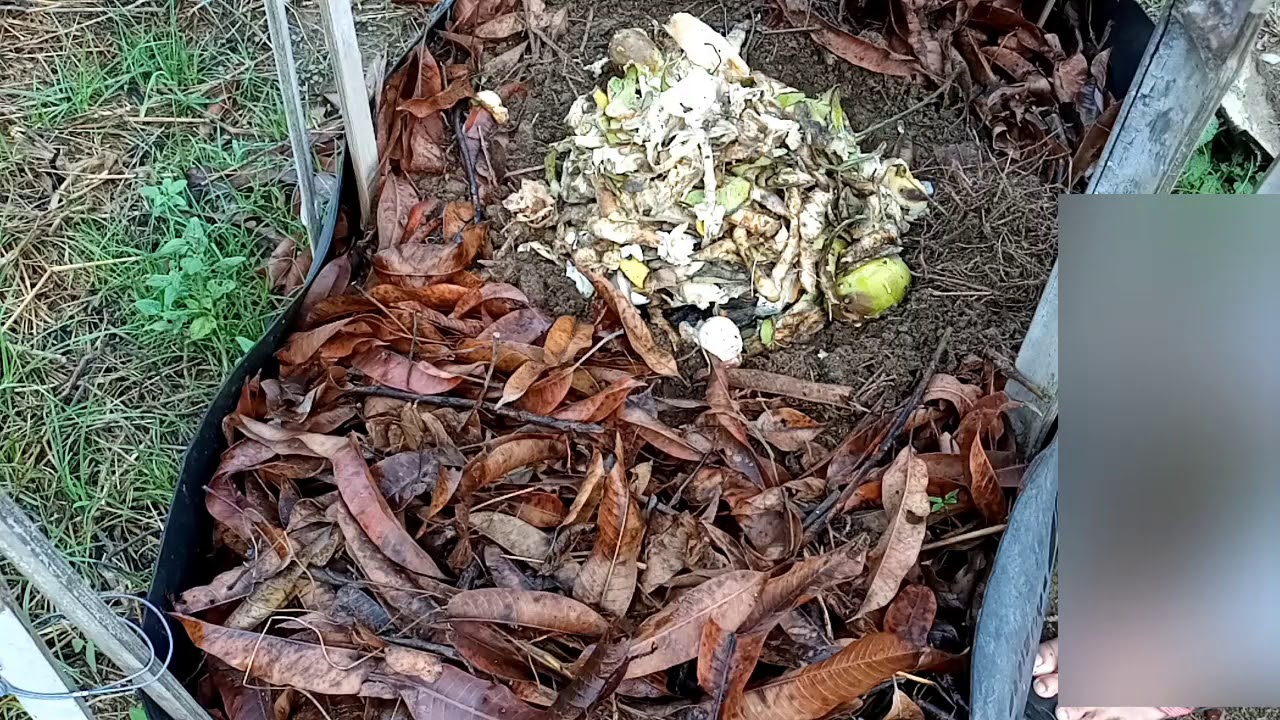 Paggawa ng compost. Burying kitchen scraps in the raised bed. - YouTube
