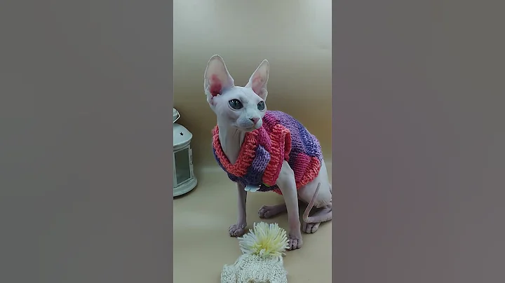 Video 6594801: white sphynx kitten, sphynx kitten female, eyed sphynx, purebred kitties, beautiful pets