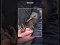 Kiwi Bird Returns to Wellington (New Zealand) | Why This 100-Year Return Matters So Much ? [UPSC]