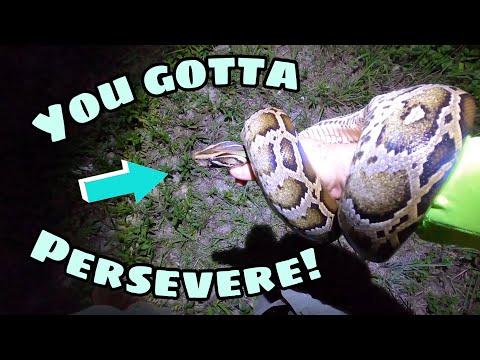 You gotta persevere