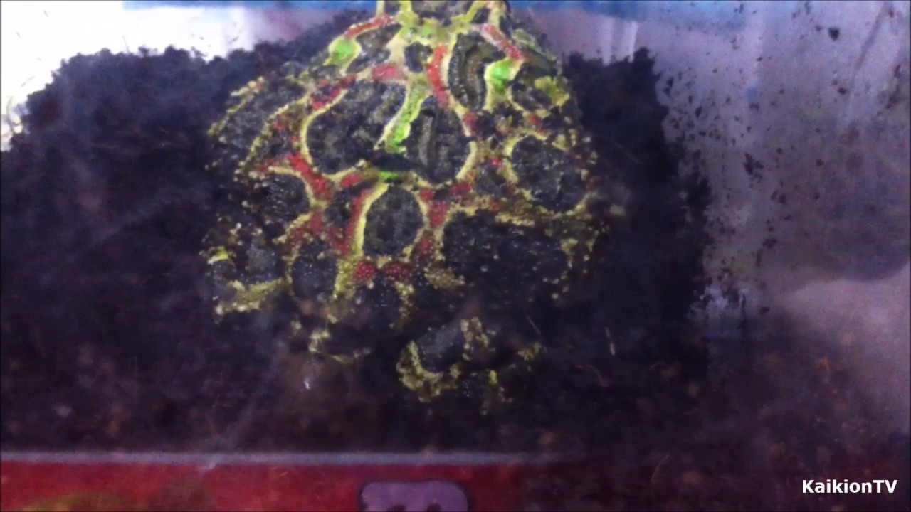 【閲覧注意】ベルツノガエルのウンコ2 Ornate Pacman Frog POOP2 *WARNING POOP YouTube