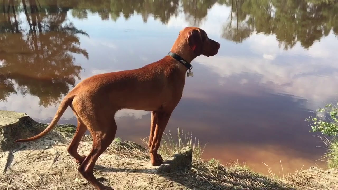 camera iphone 8 plus apk Scooby at at Upton Heath