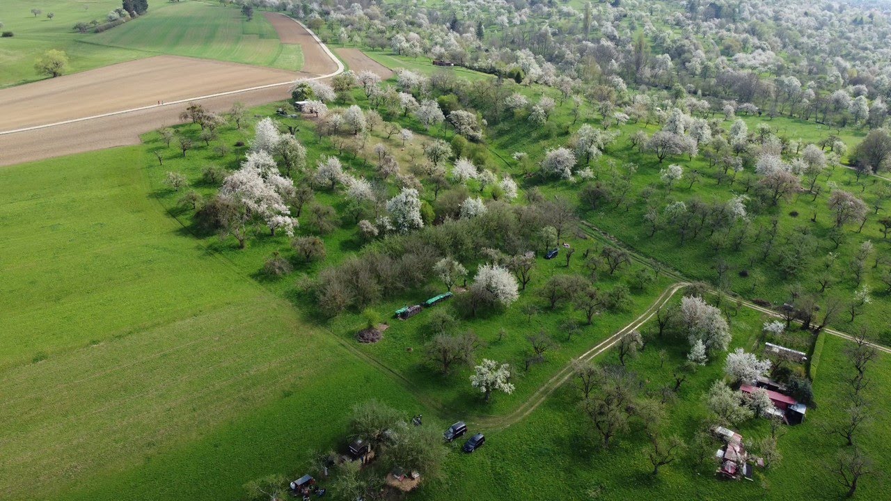 DJI Mini 2 - Flug über wunderschön blühende Obstbaumwiesen vor der Burg Teck