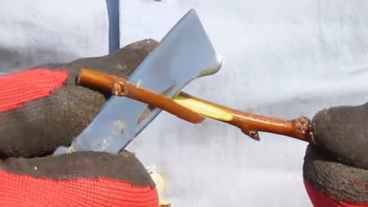 Innesto dell'albicocco a spacco su portinnesto affine di pruno selvatico. Guardate come è attecchito