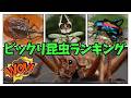 驚愕!!びっくり昆虫ランキング