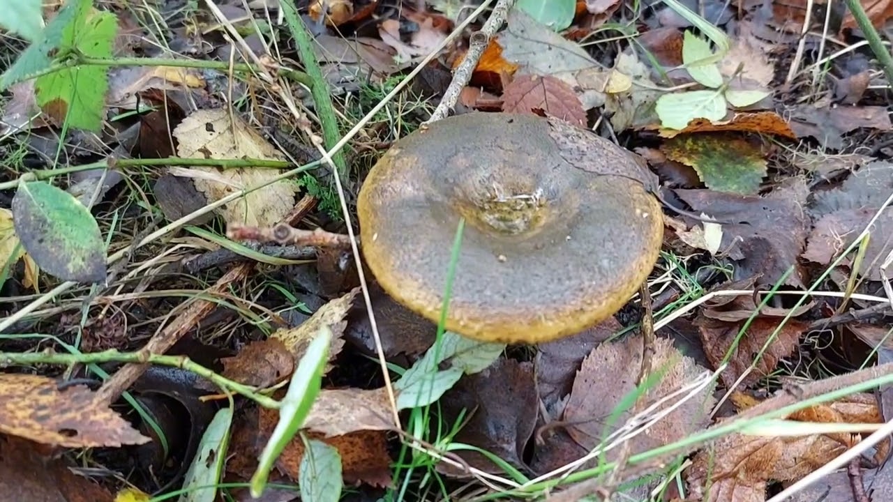The Lovely...Ugly Milkcap fungi