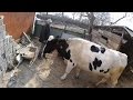 Лечение коровы с гипотонией преджелудков (село).