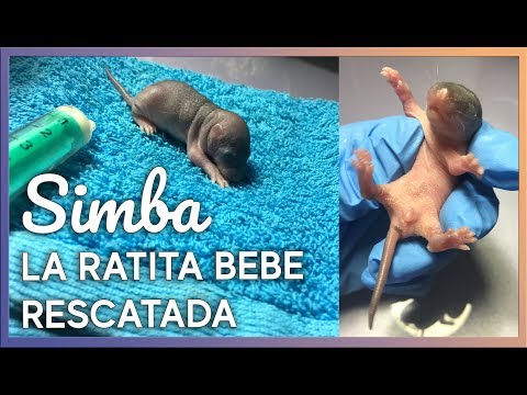 Video: Cómo cuidar a las ratas bebé