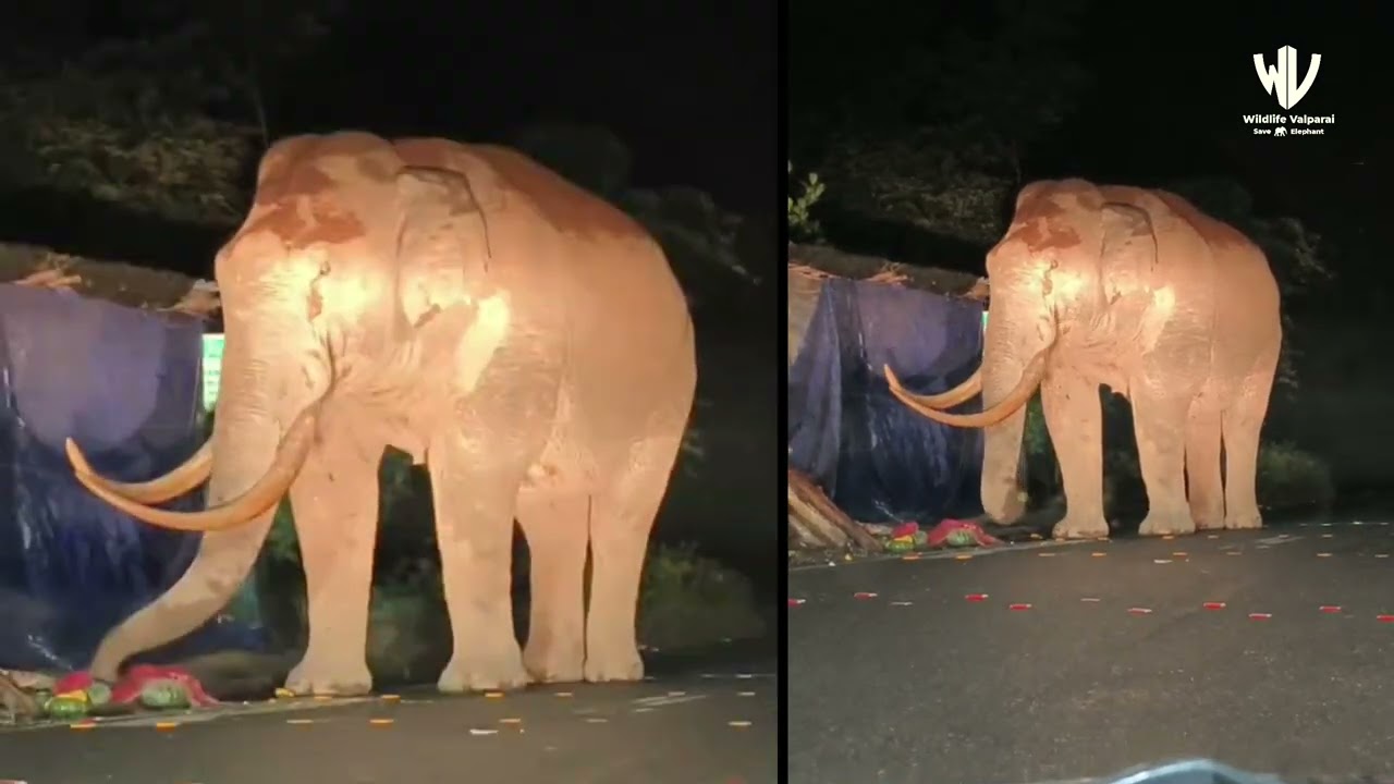 Знаменитый слон из Муннара, Падаяппа, ест овощи перед магазином Maaveli – видео опубликовано в ви...