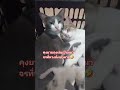 ถุงเงิน #มันนี่แมวป่วนเมือง #ทาสแมว #funny #pet #cute #animals #ร่มโพธิ์ #cutecat #pets #petlover