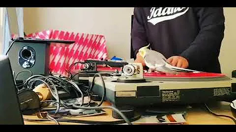 Cockatiel Spins on Turntable While Owner Plays Music - 1117027