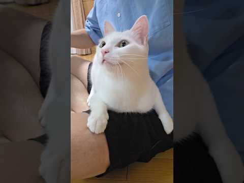 今のシロ。 #猫のいる暮らし #猫 #保護猫