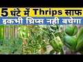 Thrips control incecticide  5   thrips   best chemical for thrips  thrips control