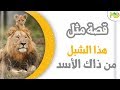 قصة وسبب مقولة ( هذا الشبل من ذاك الأسد ) / لكم