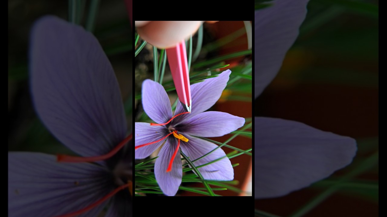 MOST EXPENSIVE SPICEE!!!!?? 