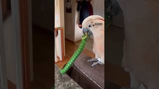 #snake #toy vs #barneythewestcoastcockatoo 🐍🦖