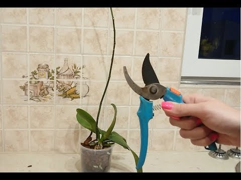 Video: Kako Pravilno Orezati Orhideju