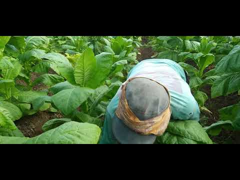 Video: Debu Tembakau Untuk Menolong Tukang Kebun