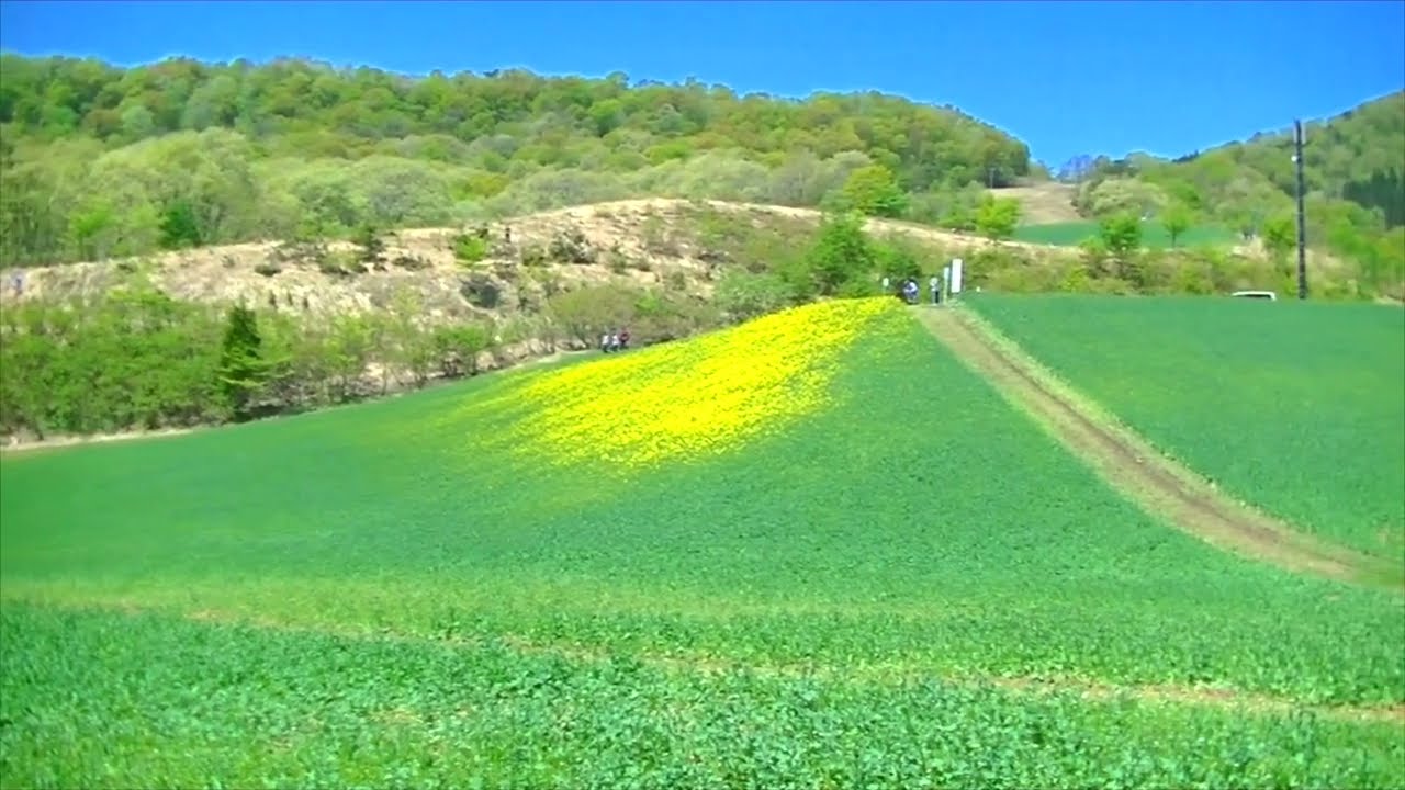 22喜多方市 三ノ倉高原花畑 菜の花畑つぼみ状態で残念 食べ頃でした Youtube 22喜多方市 三ノ倉高原花畑 菜の花畑つぼみ状態で残念 食べ頃でした Youtube