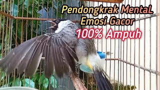 Suara Burung Kutilang Gacor KUTILANG RIBUT NGAMUK Ampuh untuk menaikkan Mental EMOSI Kutilang Lain!.