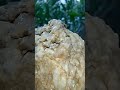 Topaz kalsit icinde oluşan oluşumunu tamamlayamamış topaz kümesi #topaz
