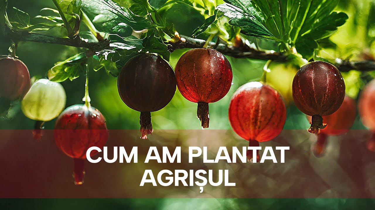 Cum am Plantat in gradina un Agris Rosu cumparat din piata - metoda ...