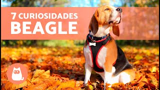 7 Curiosidades Sobre El Beagle Te Sorprenderán