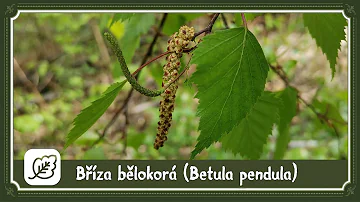 Co je nejběžnější bříza bílá?