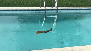 Sophia the Swimming Squirrel #02