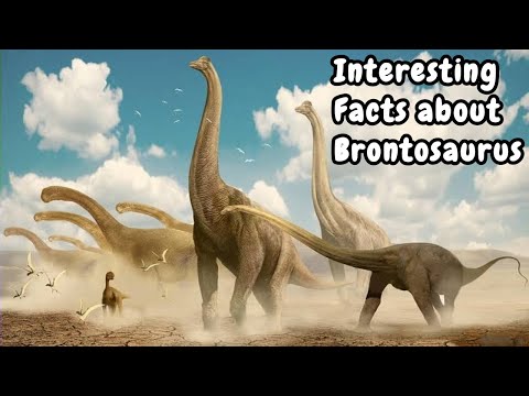 Video: Wo leben Brontosaurus?